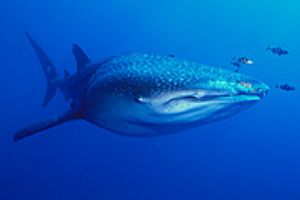 whaleshark- red sea with nikonos 15mm nikon, no strobe. by shmulik blum 